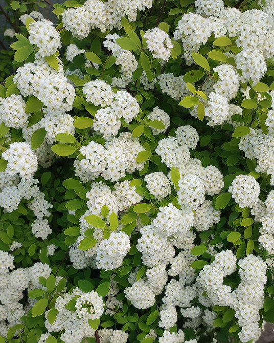 Спірея для створення живоплоту в 2026 році: планування та підготовка