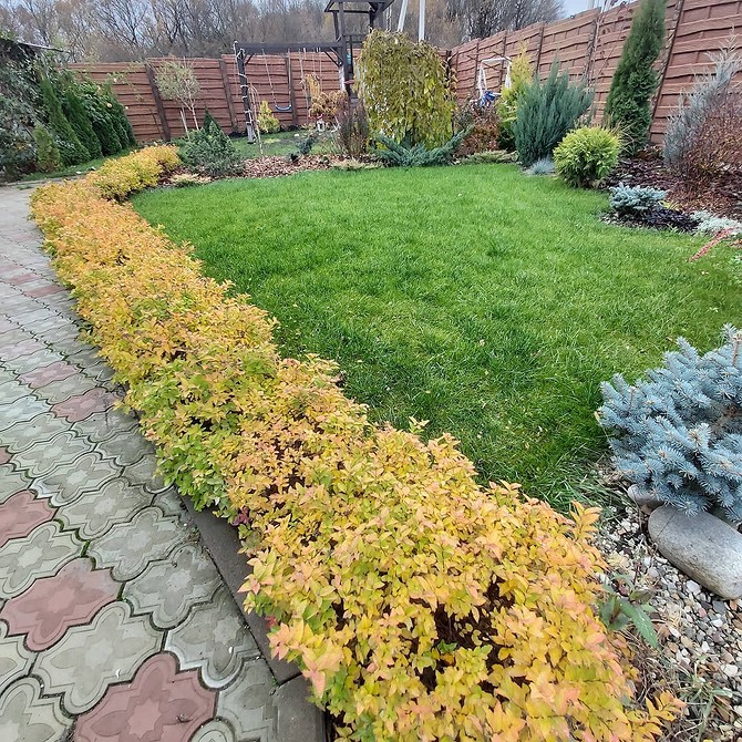 Як садити спірею навесні: поради щодо вибору місця та підготовки ґрунту