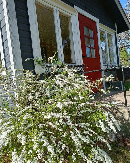 Квітуча спірея: різноманіття кольорів та форм для прикраси саду, ландшафтний дизайн.