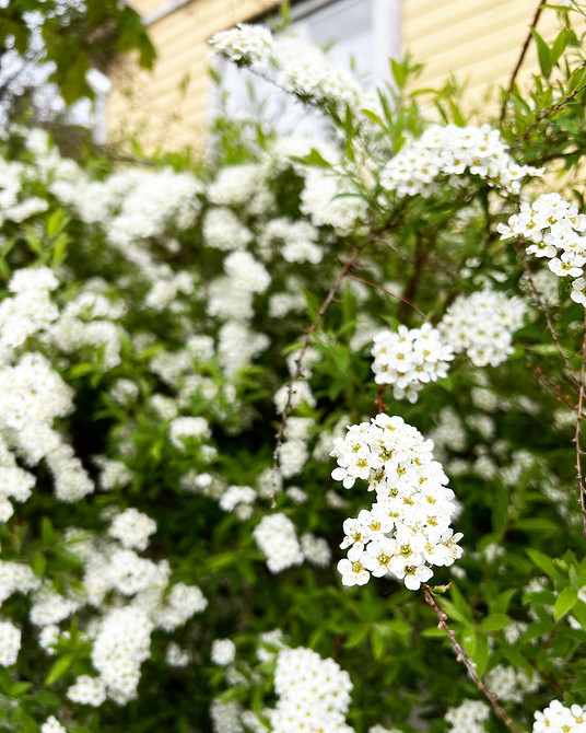 Спірея в ландшафтному дизайні: створення композицій з різними сортами