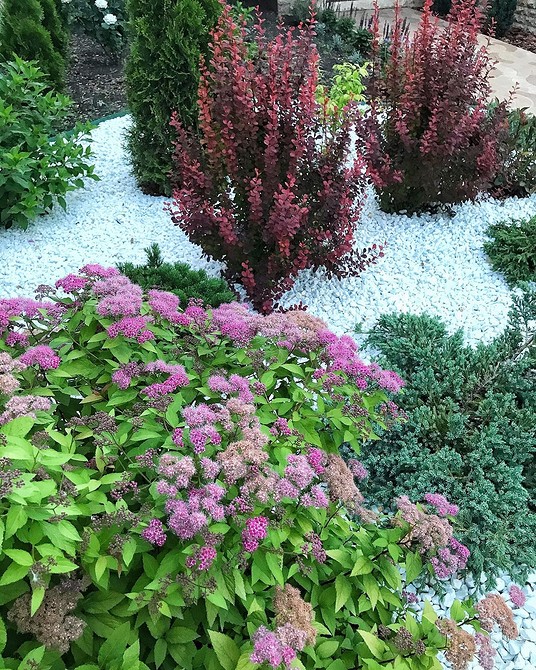 Клумба зі спіреї: гармонійне поєднання кольорів та форм в ландшафті