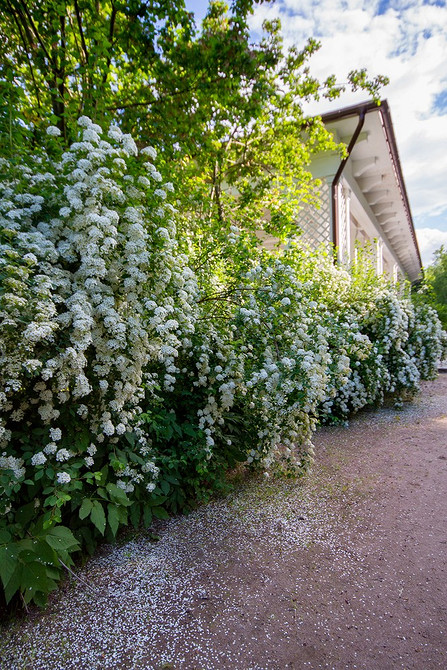 Спірея в ландшафтному дизайні: вдалий вибір сорту та місця посадки
