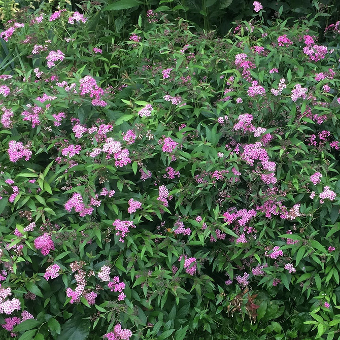 Використання спіреї для створення живої огорожі в ландшафтному дизайні.