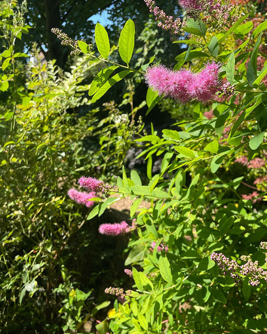 Топ-8 сортів спіреї для ландшафтного дизайну: Little Princess, Snowmound та інші.