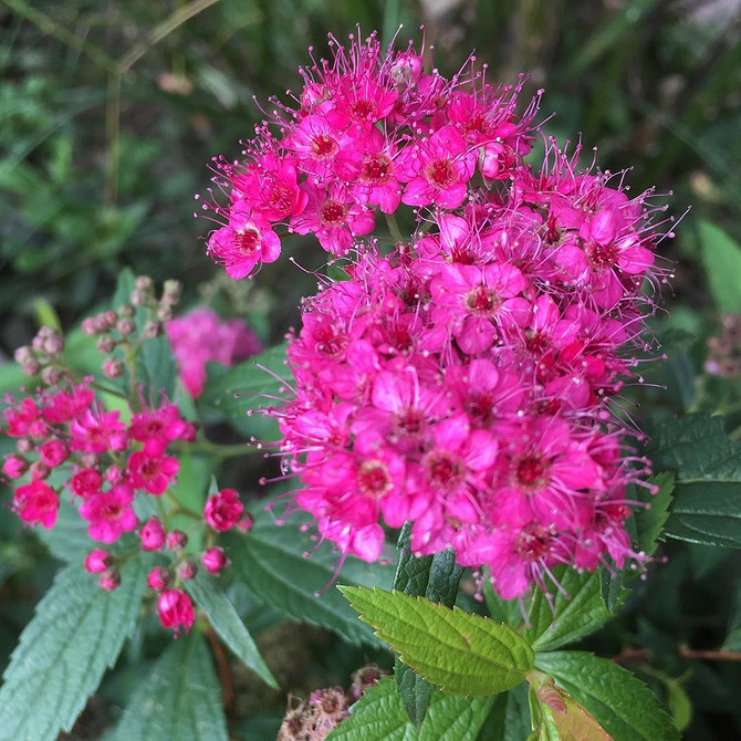 Спірея: ефектні композиції в ландшафтному дизайні з різними сортами