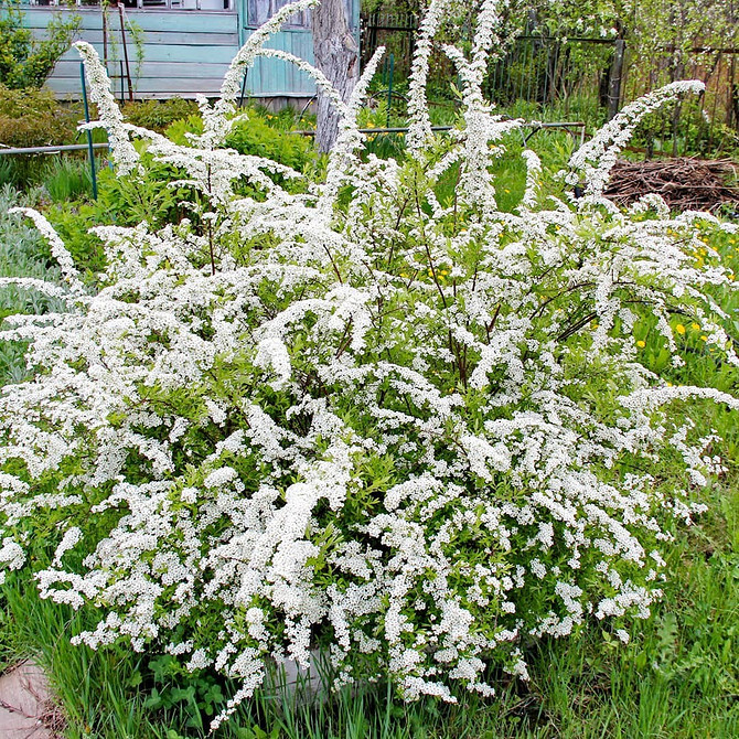 Декоративні кущі спіреї для створення живоплоту та прикраси саду