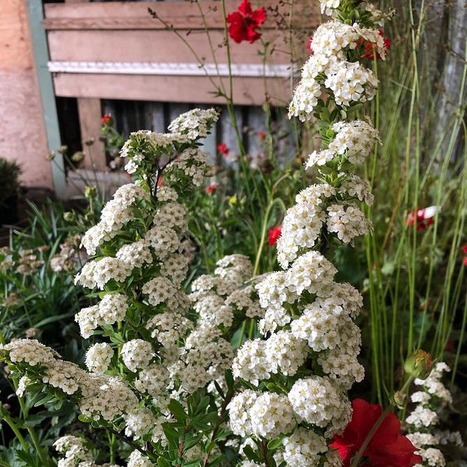 Приклад дизайну саду з використанням спіреї різних сортів та кольорів.