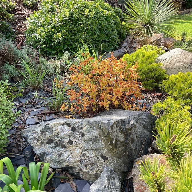 Низькорослі сорти спіреї: чудове рішення для альпійської гірки в саду