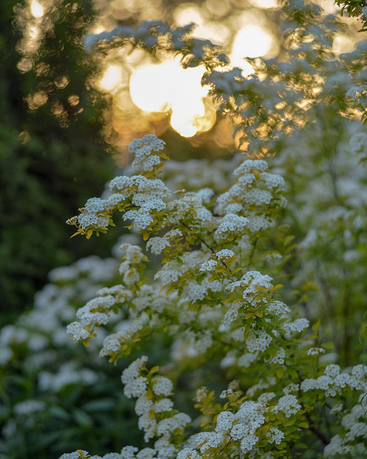 Квітучі кущі спіреї різних сортів: вибір для вашого саду