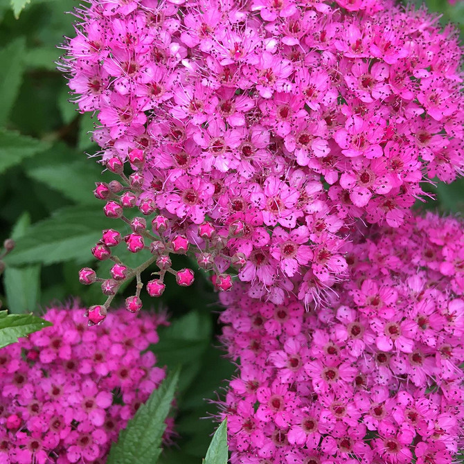 Спірея: жовте листя, можливі причини та способи вирішення проблеми восени