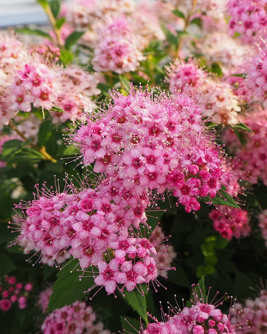 Спірея як квітучий кущ для саду: ідеї для вашої ділянки у 2026 році.