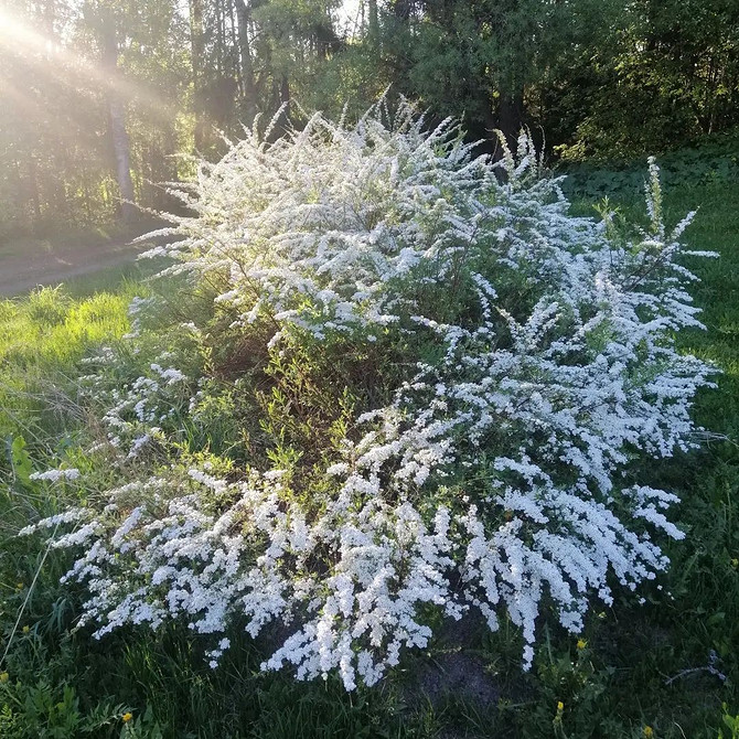Кам'янистий сад зі спіреєю: низькорослі сорти для альпійських гірок, гармонія з камінням.