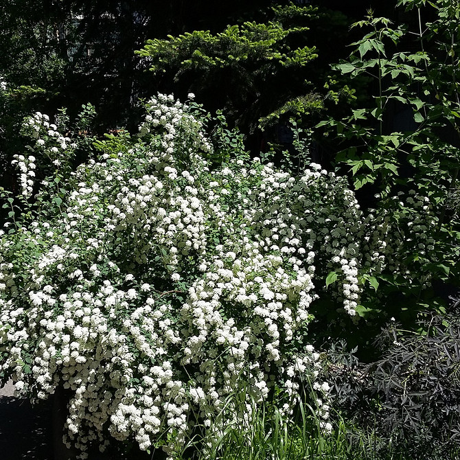 Квітуча спірея: вибір сорту, посадка та догляд за кущем у саду