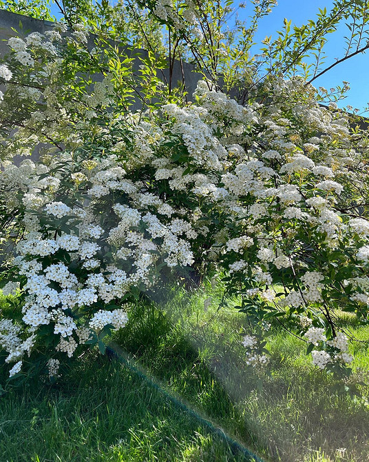Спірея в саду: варіанти використання, посадка та комбінації з іншими рослинами
