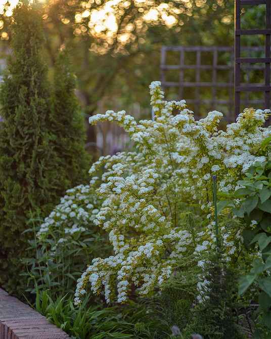 Спірея: вирощування та догляд, красивий кущ в ландшафтному дизайні саду.