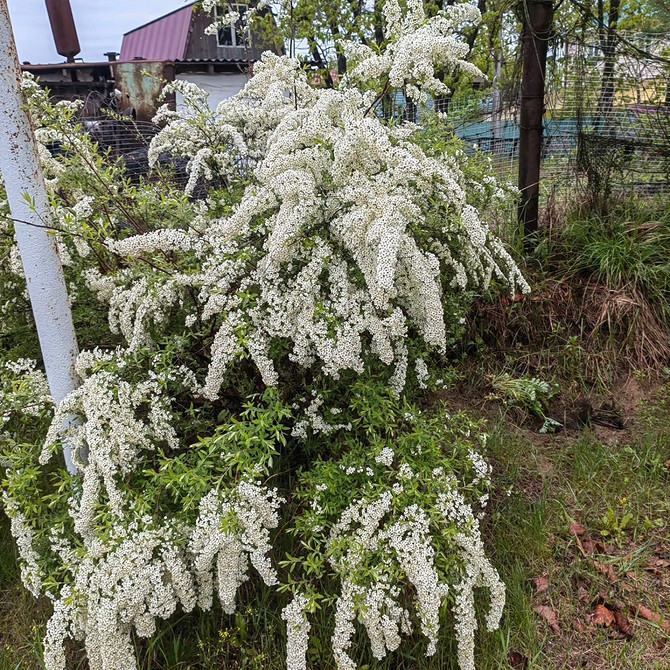 Жовте листя на кущі спіреї: причини та способи вирішення проблеми