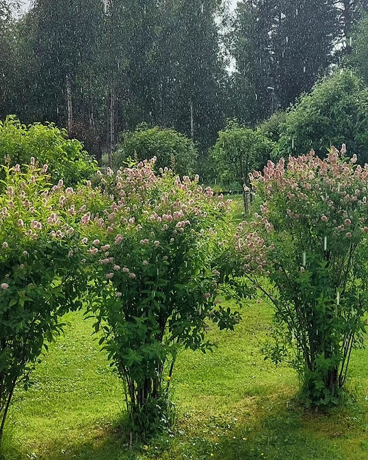 Спірея для живої огорожі: створення щільної та красивої огорожі на ділянці.