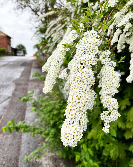 Приклад використання спіреї в сучасному ландшафтному дизайні, гармонійне поєднання з іншими рослинами