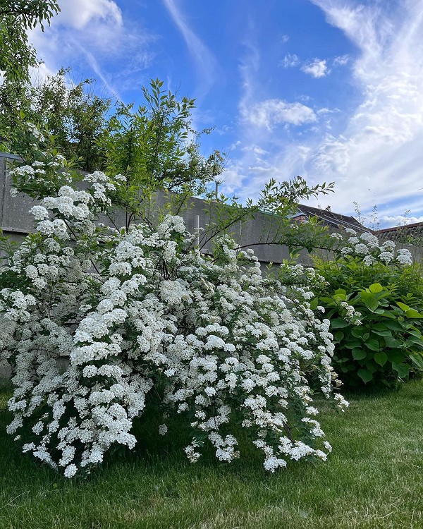 Квітучі кущі спіреї в ландшафтному дизайні: ідеї та натхнення