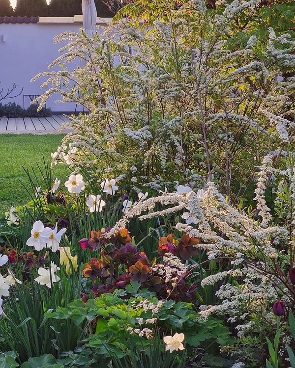 Спірея: посадка, догляд та використання в сучасному ландшафтному дизайні 2026.