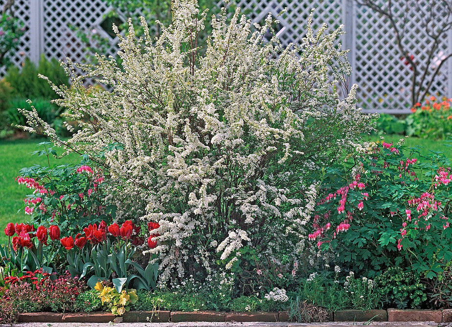 Спірея в ландшафтному дизайні: найкращі сорти та поради щодо посадки в 2026 році.