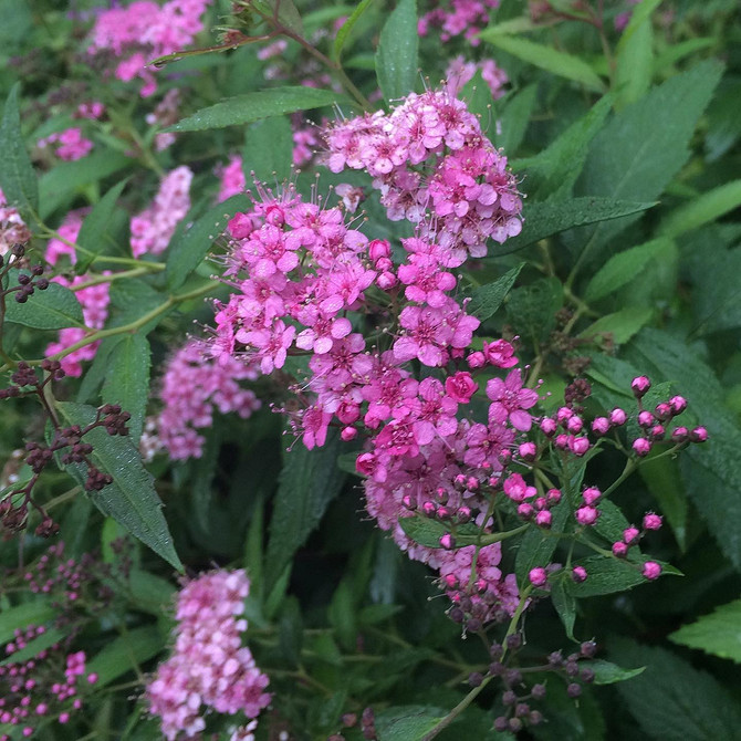 Квітуча спірея в саду: рішення для ландшафтного дизайну вашої ділянки.