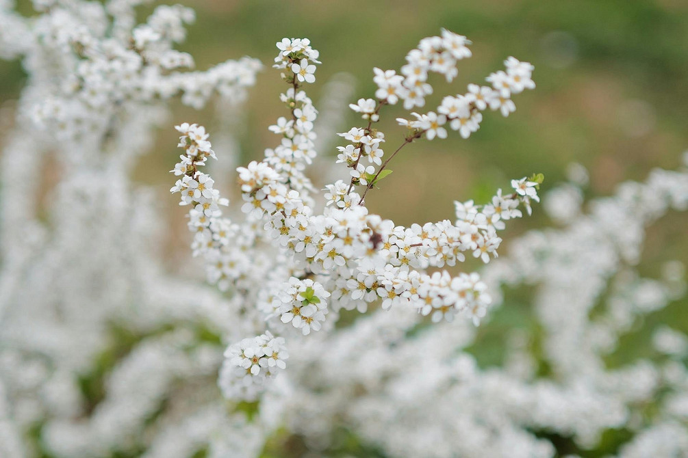 Спірея в ландшафтному дизайні 2026: сучасні тенденції та актуальні рішення