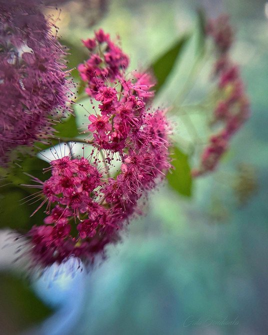 Різноманітні сорти спіреї в ландшафтному дизайні для натхнення в 2026 році.