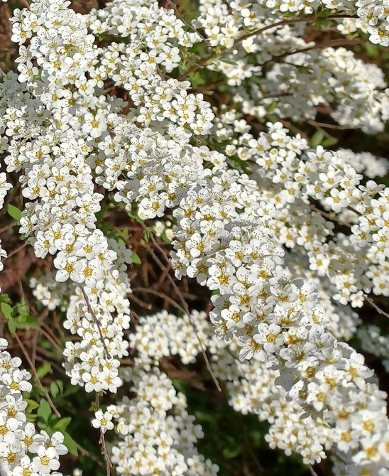 Спірея в ландшафтному дизайні: вибір сорту, посадка та поєднання з рослинами