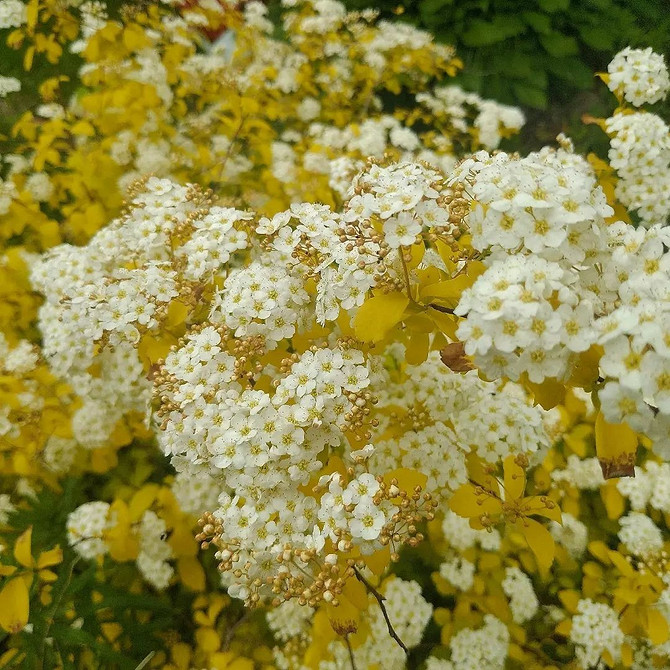 Красивий, квітучий кущ спіреї: вибір місця, полив та підживлення