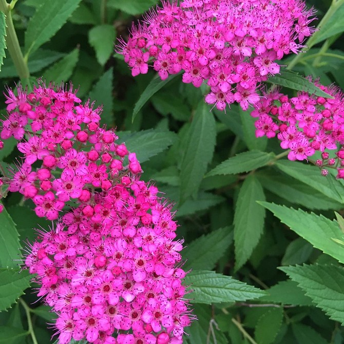 Спірея: як правильно вибрати місце для посадки та забезпечити догляд
