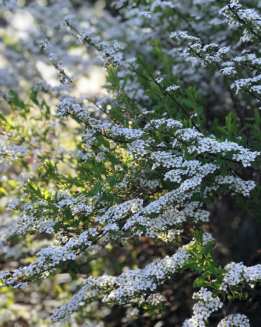 Спірея в ландшафтному дизайні: ідеї для вашого саду та ділянки