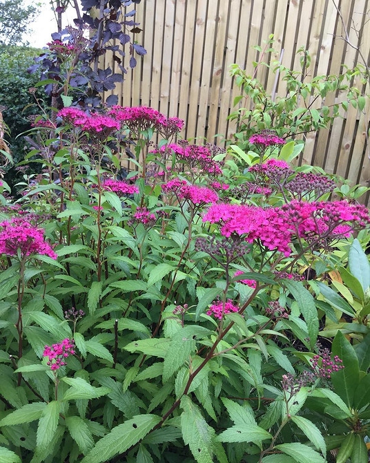 Фото спіреї в ландшафтному дизайні: ідеї для натхнення та реалізації в саду.