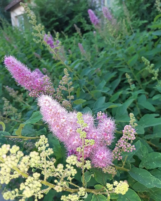 Посадка спіреї та догляд за нею: інструкції та рекомендації на 2026 рік.