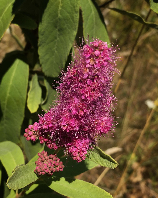 Спірея в сучасному ландшафтному дизайні: ідеї для вашого саду у 2026 році.