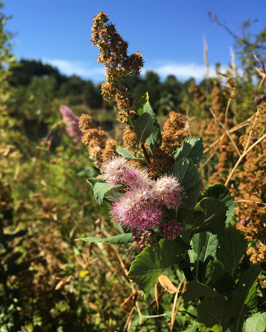 Варіанти використання спіреї в ландшафтному дизайні для кам'янистих садів.