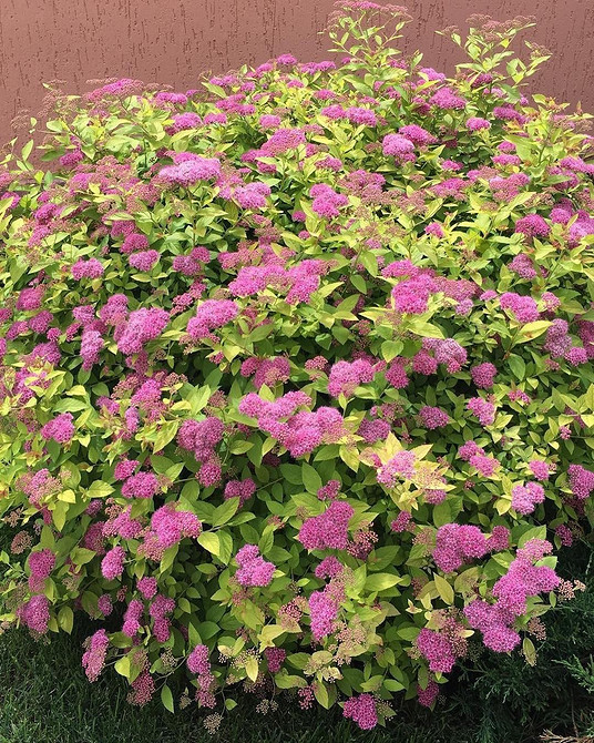 Догляд за спіреєю: обрізка, полив, підживлення для пишного цвітіння