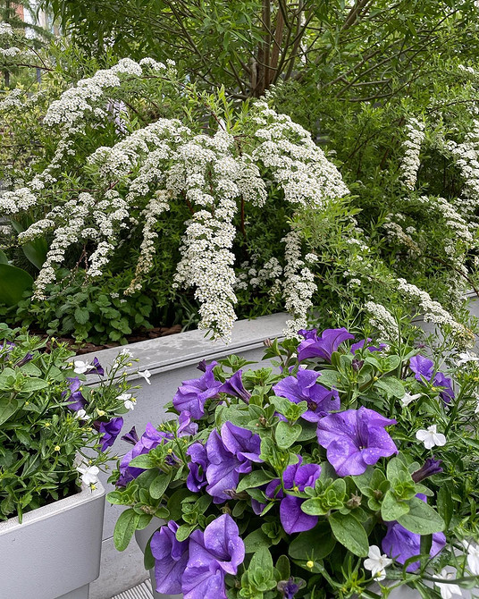 Сучасний ландшафтний дизайн зі спіреєю: стильні рішення для вашого саду у 2026 році.