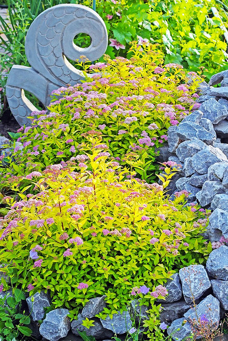 Спірея як фон для квітів: елегантне рішення для вашого саду в 2026