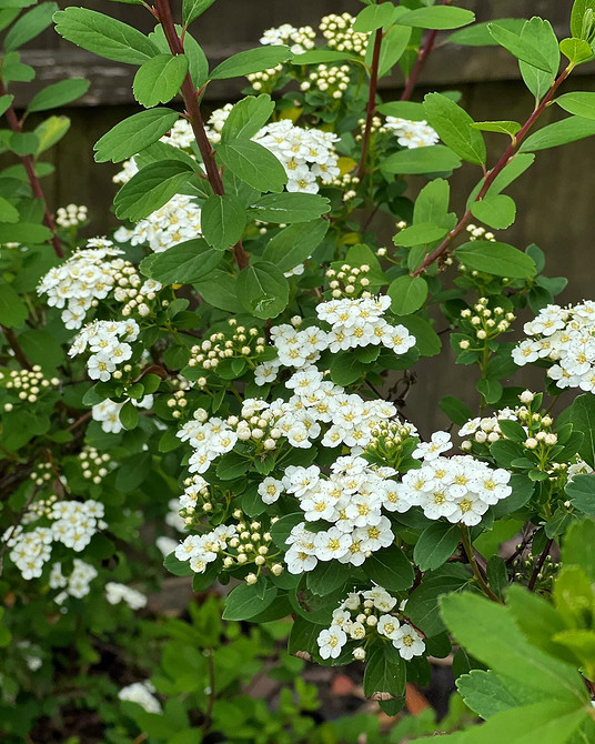 Спірея як акцентний елемент в ландшафтному дизайні: яскраві квіти та декоративне листя.