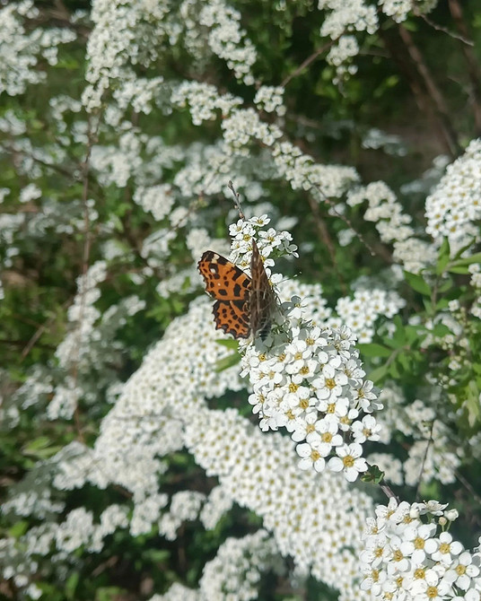 Ефектний кущ спіреї з рясним цвітом у садовому ландшафті