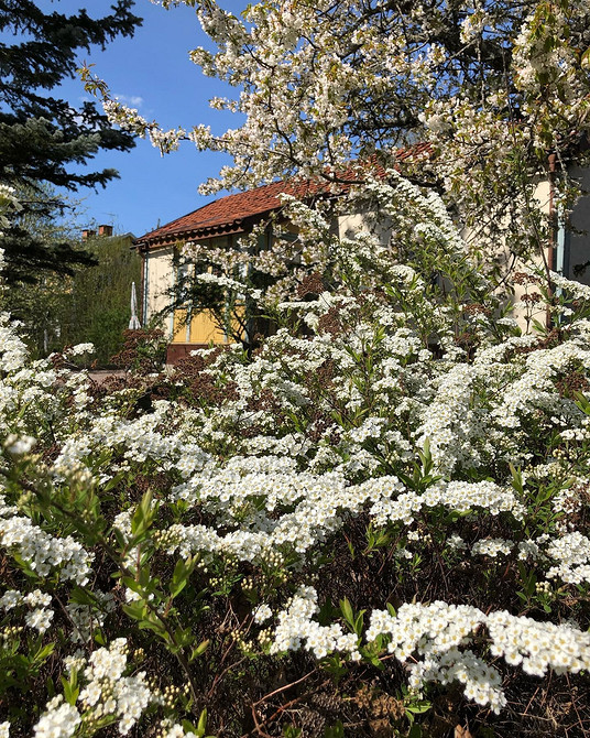 Ландшафтний дизайн з використанням спіреї: гармонійні композиції та поєднання