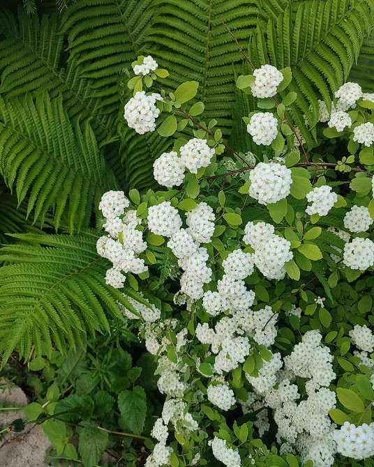 Спірея в поєднанні з іншими рослинами в ландшафтному дизайні саду