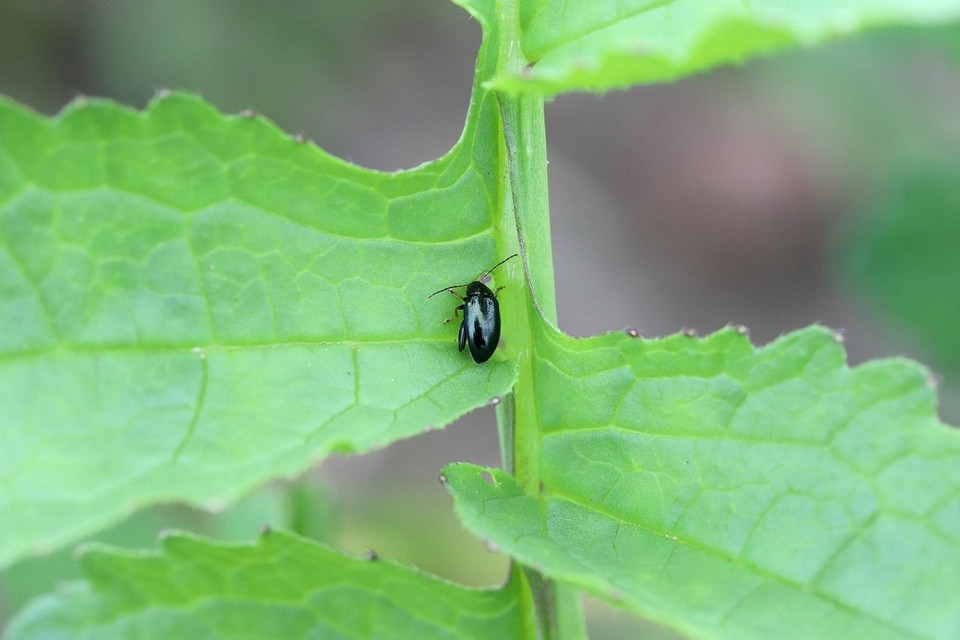 Тютюновий пил: безпечний та ефективний засіб захисту від шкідників в саду