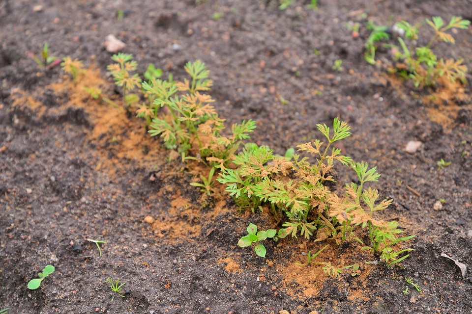 Натуральний захист саду: тютюновий пил проти шкідників у 2026 році