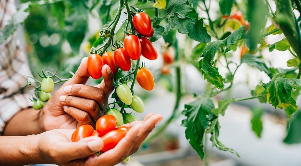 Різноманіття томатів черрі для теплиць: вибір кращих сортів для вирощування у 2026 році.