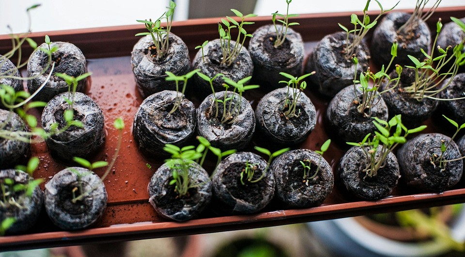 Витягнута розсада: причини та способи врятувати саджанці. Вирощування розсади в квартирі.