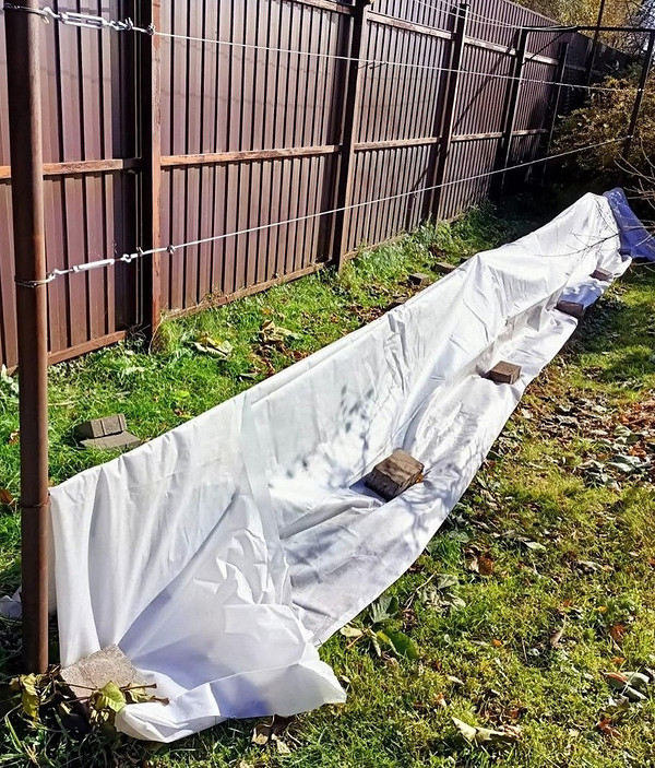 Підготовка ожини до зими: обрізка, укриття та захист для успішної зимівлі