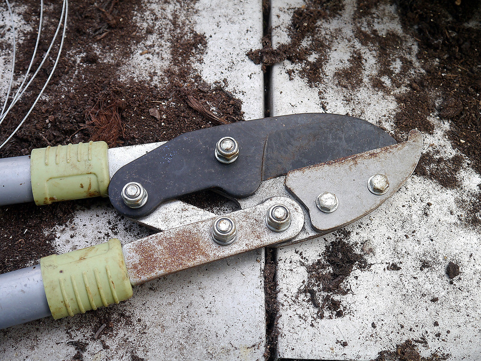 Догляд за ожиною восени: поради для успішної зимівлі та обрізки перед врожаєм 2026