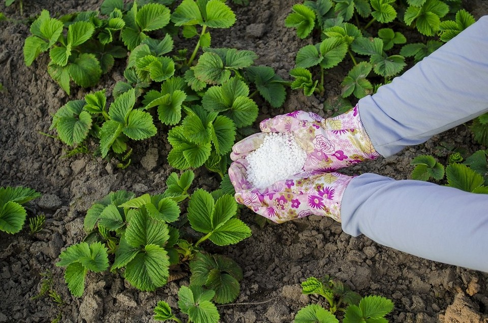 Осінній догляд за полуницею: підживлення для активного росту наступного року.